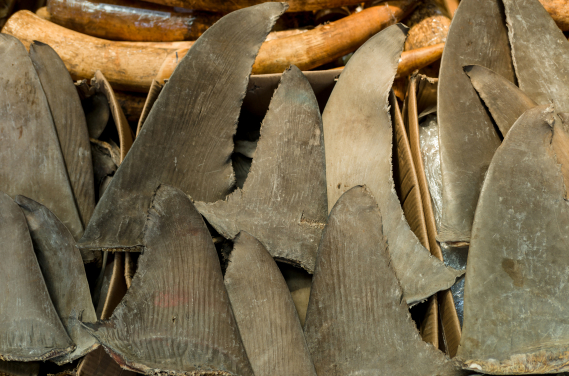 Seized dried shark fins and elephant ivory are displayed during a Hong Kong Customs and Excise Department presentation at Kwai Chung Customhouse in Hong Kong, China, 05 September 2018.
(Photo credit: Jerome Favre)